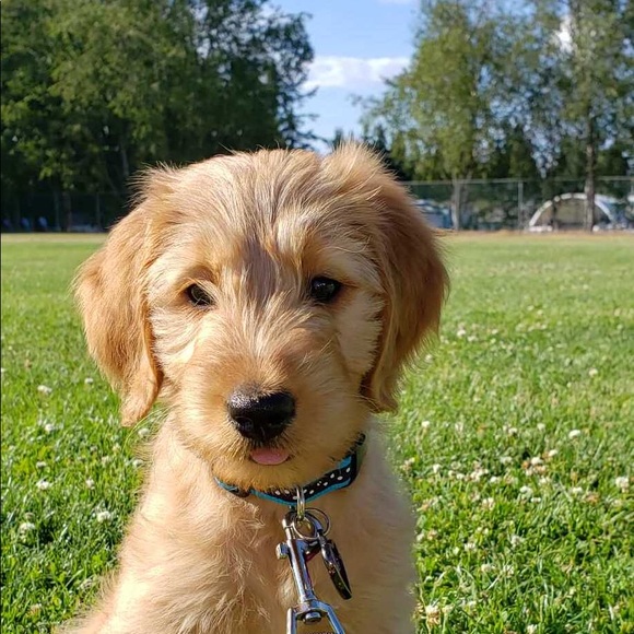 Meet your Posher, Tina - Picture 1 of 1